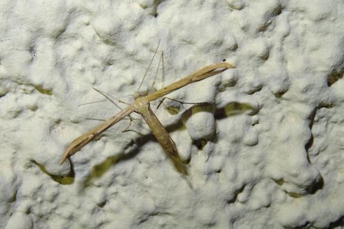 Emmelina sp.